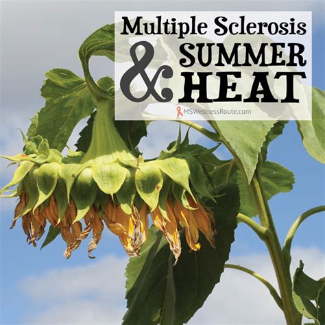 Multiple Sclerosis And Summer Heat Ms Wellness Route