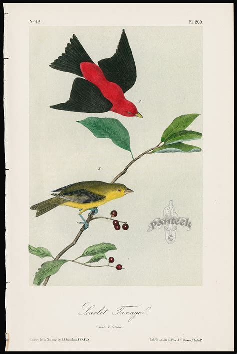 scarlet tanager from john james audubon original prints for sale