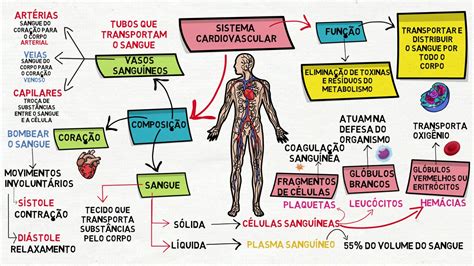 Mapa Mental Sistema Cardiovascular Ensino