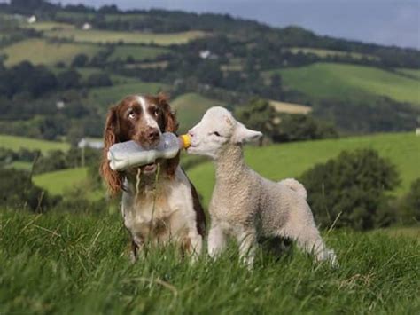 10 Amazing Pictures Of Animals That Look Photoshopped But Are Real