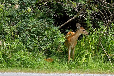 Ann Brokelman Photography White Tailed Deer Fawn With Spots August 2014