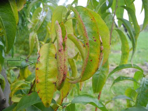 Prunus Shot Hole Disease Shot Hiole Symptoms On Peach Fruit