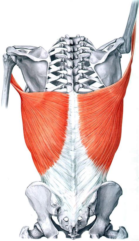 Latissimus Dorsi Learn Your Muscles Custom Pilates And Yoga