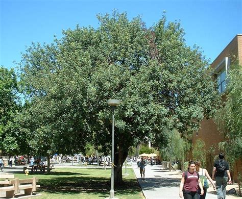 The carob tree is an exceptional tree that creates a real fascination. Ceratonia siliqua. Carob/ St. John's Bread/Locust Tree ...