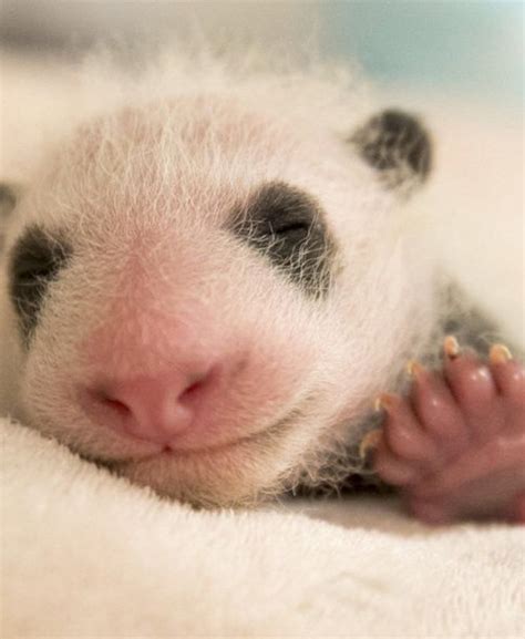 Baby Panda Bär Baby Animals Cute Animals Wild Animals Fat Panda