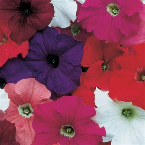 Dreams Mix Hybrid Petunia Petunias Horticultural Products And Services