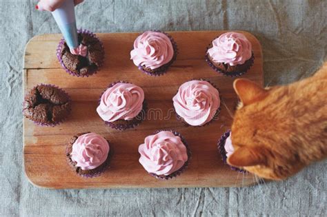 Cat Eats Cupcakes Stock Photos Free And Royalty Free Stock Photos From
