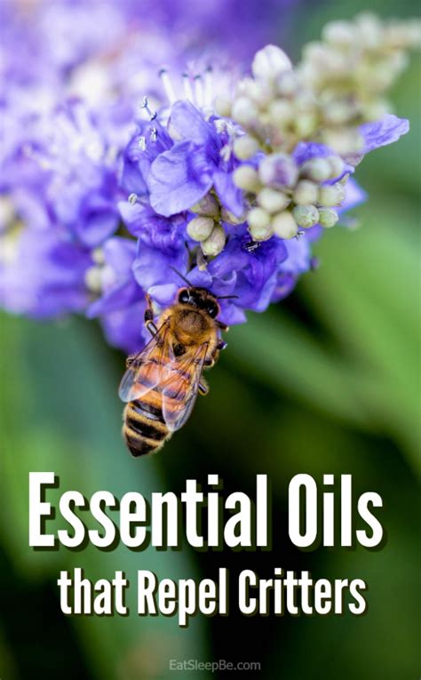 Which Essential Oils Repel Bugs These Do Essential Oils Guide Natural Essential Oils