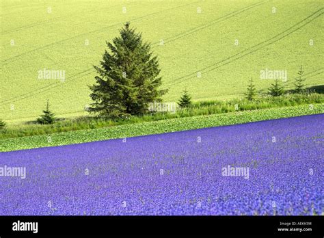 Flax Field Inthe Scottish Borders Stock Photo Alamy