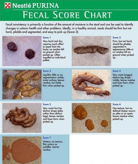 Dog Poop Color Chart Find Out What Each Color Means What Your Dogs