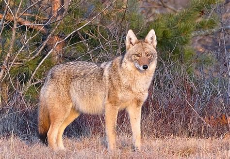 Coyotes Are Here But You May Never See One Shore Local Newsmagazine