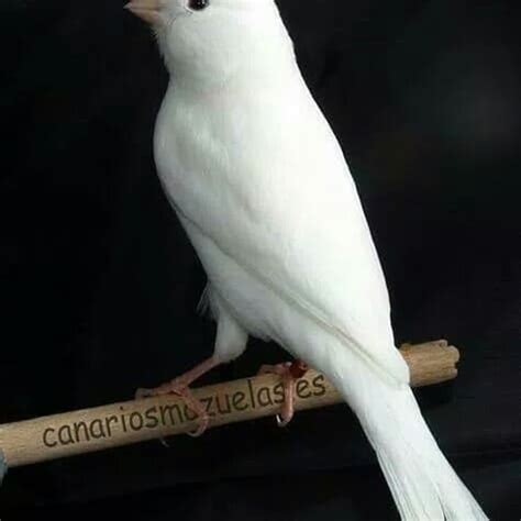Jual Burung Kenari Putih Jantan Bunyi Ngeriwik Tgu Gacor 3 Garansi