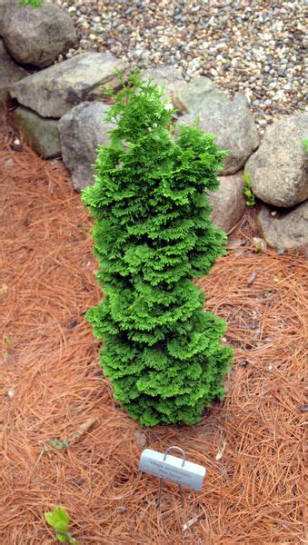 Thuja Occidentalis Spirals Lovely Dwarf Variety With Interesting