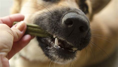 5 Vet Recommended Dog Dental Chews And Their Benefits