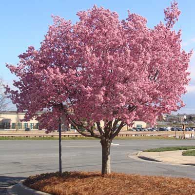 Cloaked in a profusion of cascading pink flowers, kwanzan cherry tree is known as the most prolific bloomer in the flowering cherry family. Five small to medium trees that can fit in small spaces
