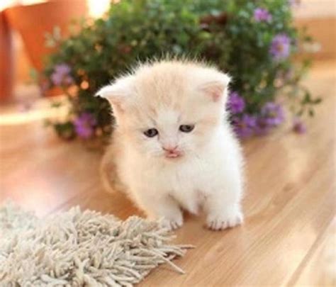 We offer 12 munchkin kittens for sale in california. Charming encouraging Munchkin Kittens for good home for ...