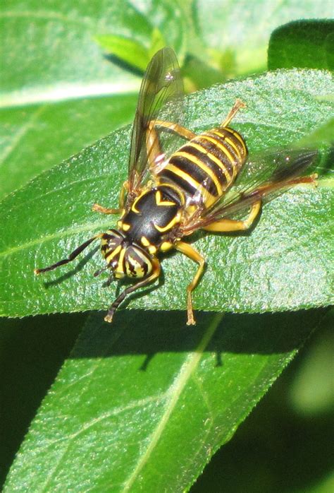Bug Eric Wasp Wednesday Not Wasp Iii