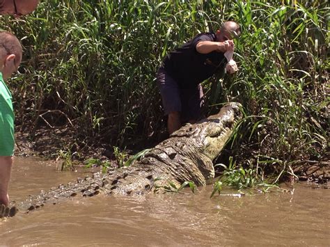Thats Me Petting A 18 Foot Crocodile Joses Crocodile River Tour