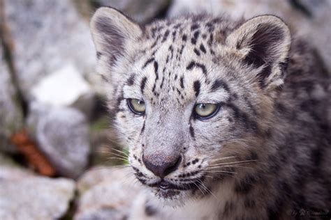Head From A Snow Leopard Cub A Picture Ive Made At Zoo K Flickr