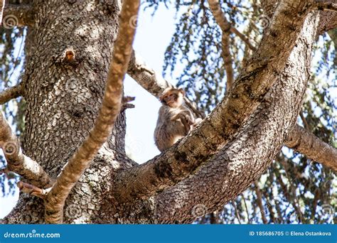Monos En El Bosque De Marruecos Imagen De Archivo Imagen De Fauna