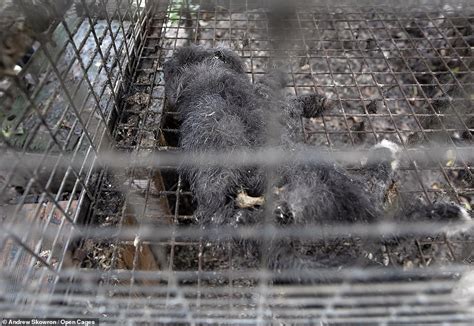 Rotting Foxes And Starving Dogs Are Discovered At Polish Fur Farm