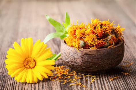 Check spelling or type a new query. Dried and fresh marigold (calendula) flowers in a bowl on ...