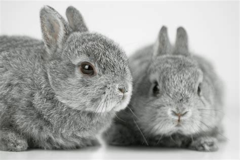 Grey Baby Bunny Atelier Yuwaciaojp