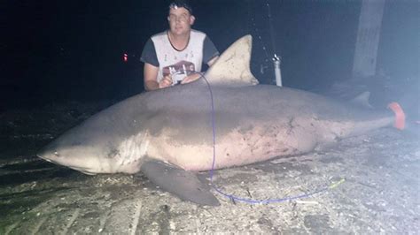 Huge Bull Shark Caught In Aussie River And Thats No Reason To Panic