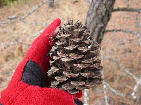 Adventures Of A Pine Cone Spider Collector 10 Oct 2013 Mckenzie