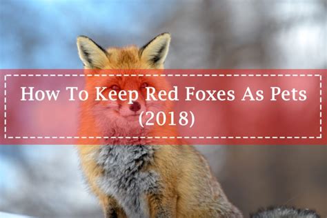 Red Fox How To Keep Red Foxes As Pets 2018 Pest Wiki