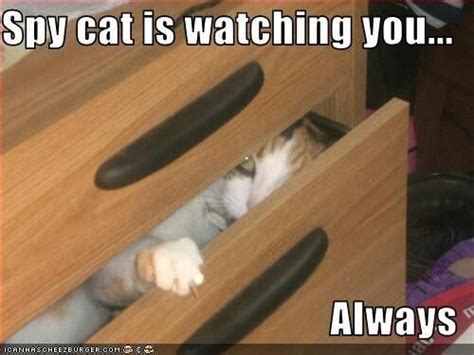 Spy Cat Is Watching Youalways Cat Box Cats Cat Memes