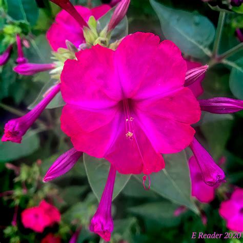 Gardeners looking for a blaze of white might want to consider m. Four o'clock Flower (Mirabilis jalapa) | Mirabilis jalapa ...