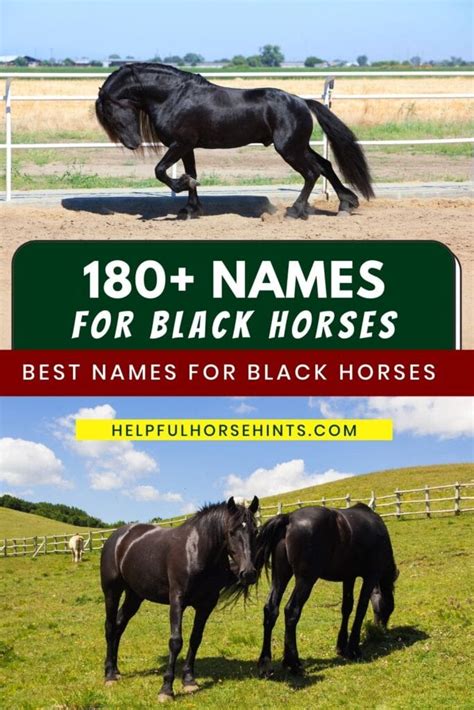 180 Names For Black Horses Helpful Horse Hints