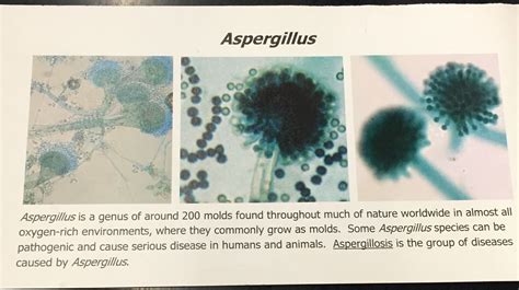 Aspergillus Genus Of 200 Molds Found Throughout Much Of Nature