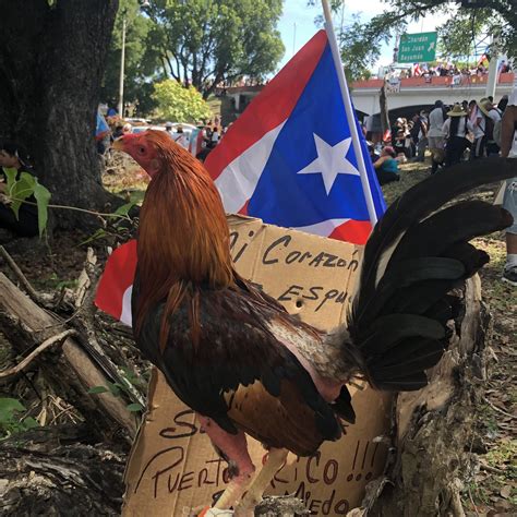 My Big Puerto Rican Cock Photo Album By Bigpuertoricancock Xvideos Com