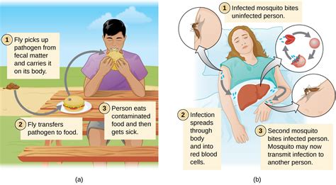Several potential modes of transmission of influenza exist (airborne aerosol, large droplet, direct contact, or entry screening to delay local transmission of 2009 pandemic influenza a (h1n1). Modes of Disease Transmission - Microbiology