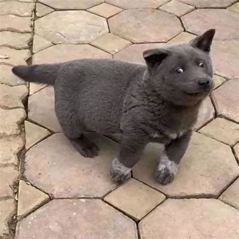 They got their name from the hamong culture of vietnam, they were used by hmong people for livestock protection and hunting companion. People Are Saying This Puppy Is A Hybrid Between A Cat And ...