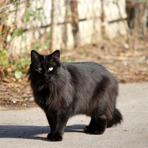 Free Picture Black Cat Longhaired Cat