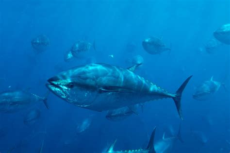 Wwf Is Concerned About Critically Low Stock Status Of Pacific Bluefin