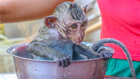 Baby Spider Monkey Taking A Bath Baby Monkeys Bath Time Abu Sam