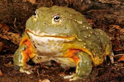 Pixie Frog African Bullfrog Pyxicephalus Edulis Amphibian