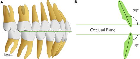 Computer Generated Facial Measurements For Orthodontics Telegraph