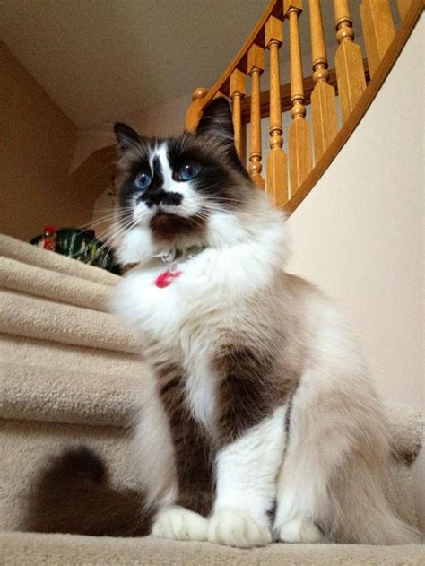 361 Best Images About Snowshoe Breed Cats With A Few