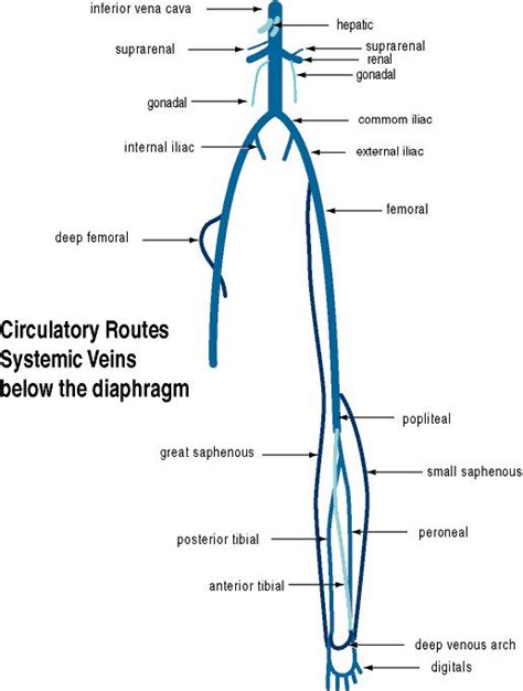 Common Iliac Vein Anatomy Function And Diagram Body M