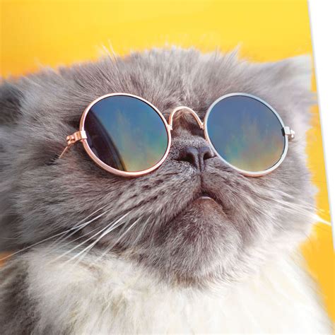 Light The Candles Cat In Sunglasses Funny Birthday Card Greeting