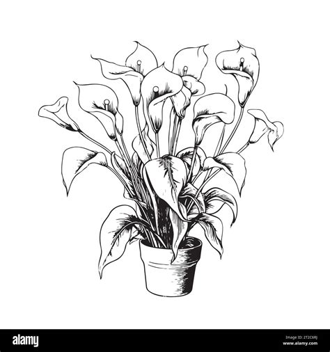 Calla Lily In Pots Sketch Hand Drawn Vector Illustration House Flowers