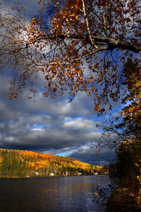 무료 이미지 경치 나무 자연 분기 산 구름 하늘 해돋이 일몰 햇빛 아침 잎 꽃 호수 새벽 강