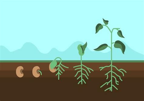 Plants Growing Infographic Plants Growing Process Plants Growth