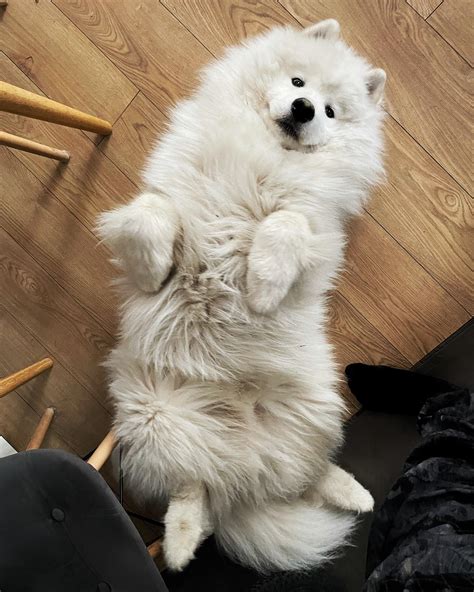 Cute Lil Floof Samoyeds