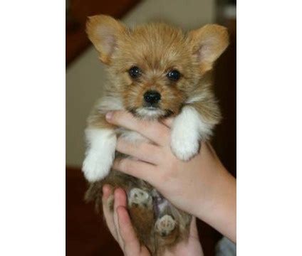 The welsh corgi is a loving and affectionate breed who will be a puppy at heart for its entire life. Teacup Corgi Yorkie!!!!!!!!!!!!!!!! | Dog pounds, Teacup ...